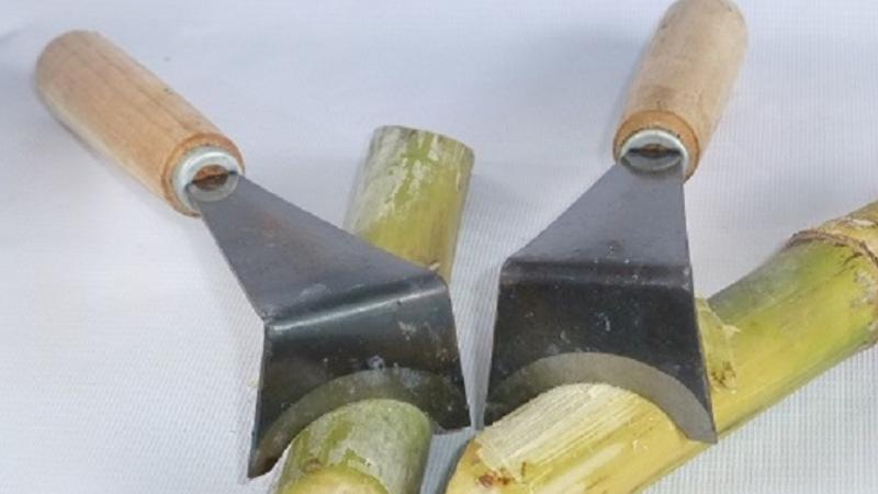 cách cạo vỏ mía nhanh
