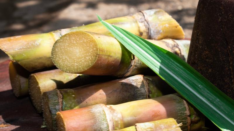 cách chọn mía ngon