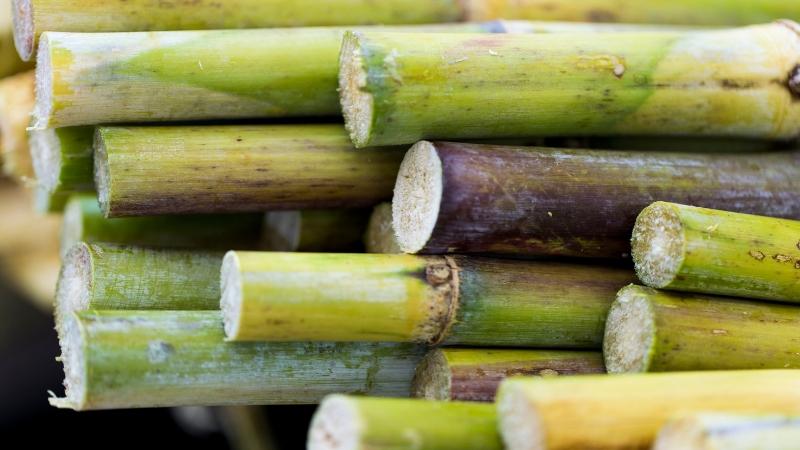 cách chọn mía ngon