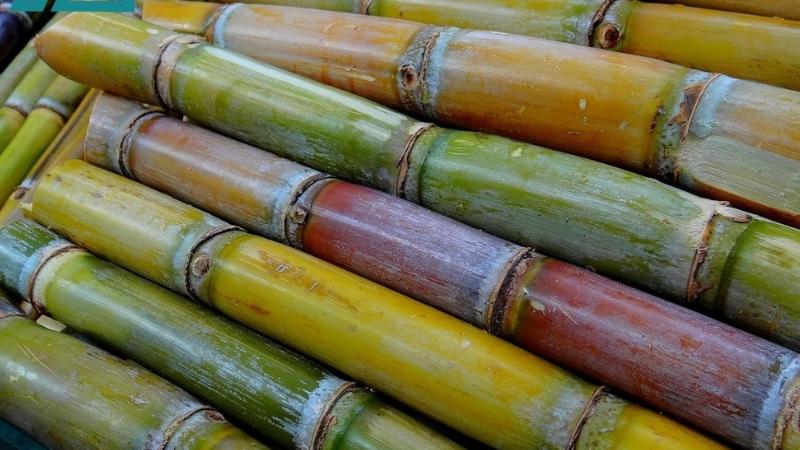 cách ép nước mía tại nhà