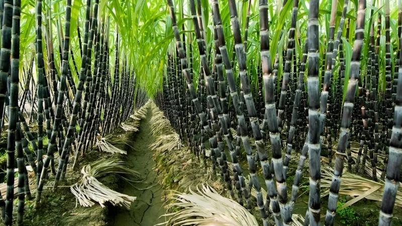 cách trồng mía tại nhà