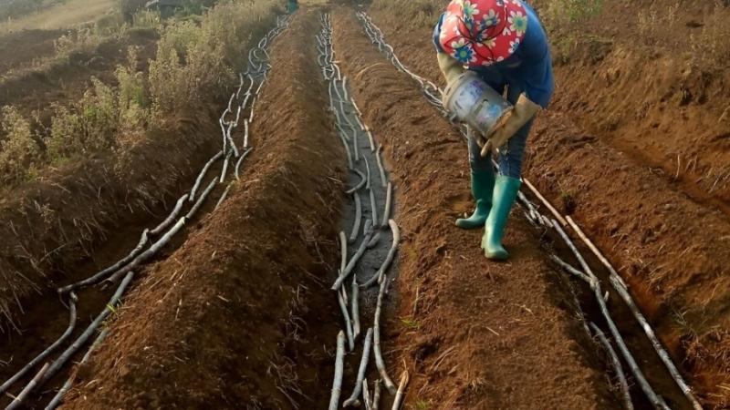 cách trồng mía tại nhà