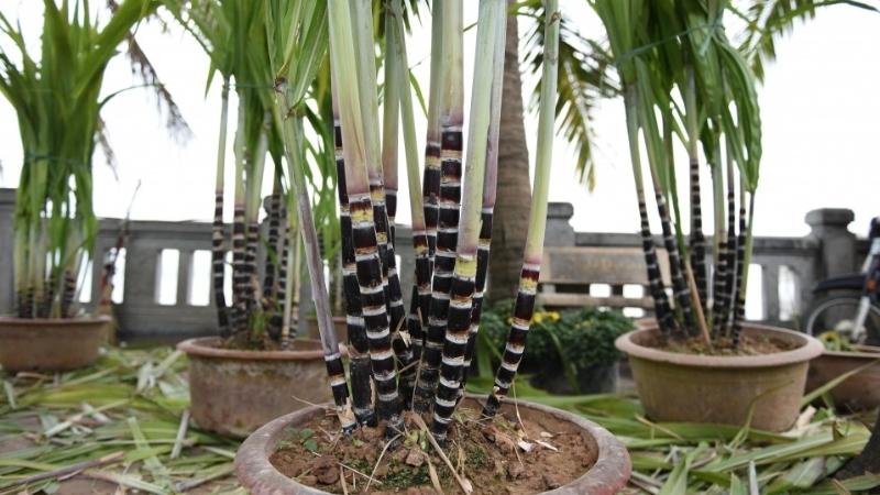 cách trồng mía tại nhà