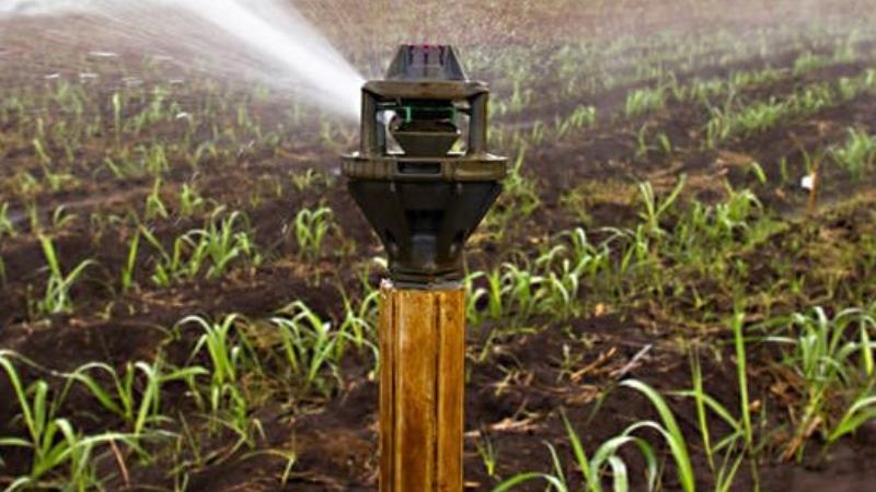 cách trồng mía tại nhà cách trồng mía tại nhà