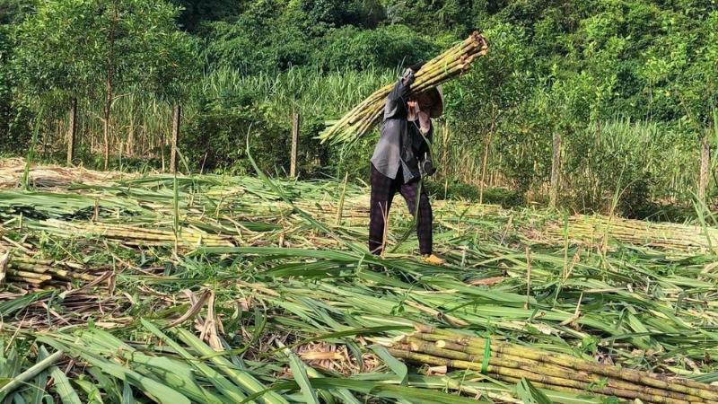 cách trồng mía tại nhà