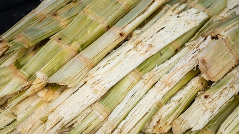 cho bò ăn bã mía cho bò ăn bã mía