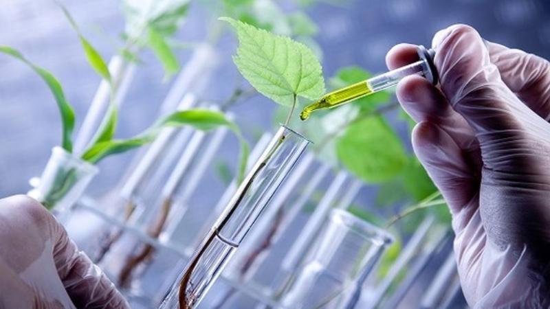 công dụng của cây mía