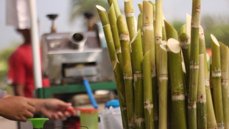 mía cây để được mấy ngày