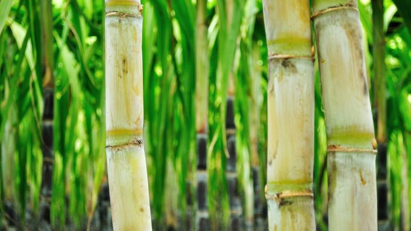 mía cây để được mấy ngày