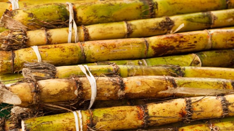 mía cây để được mấy ngày