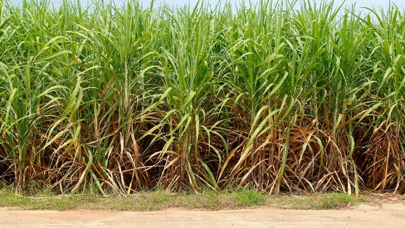 kỹ thuật trồng mía ép nước