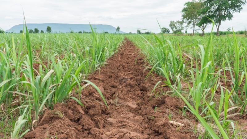 kỹ thuật trồng mía ép nước