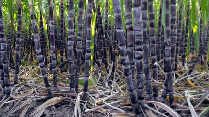 kỹ thuật trồng mía