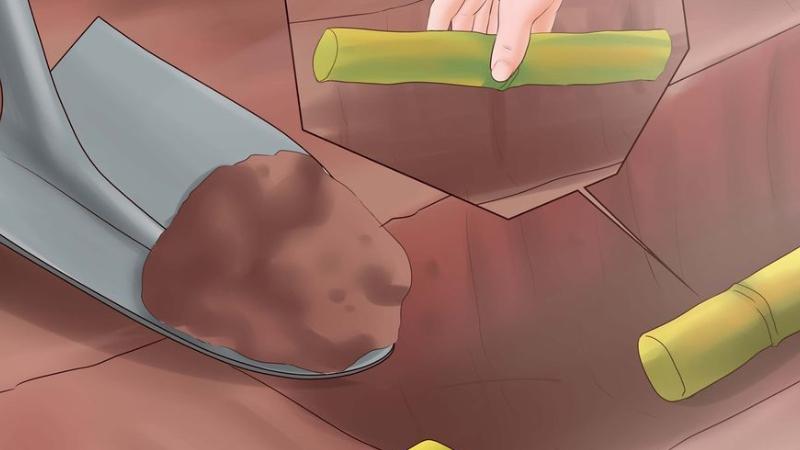 kỹ thuật trồng mía