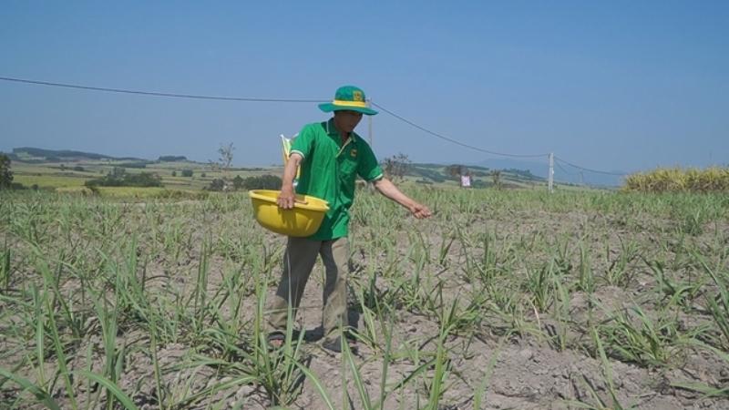 kỹ thuật trồng mía