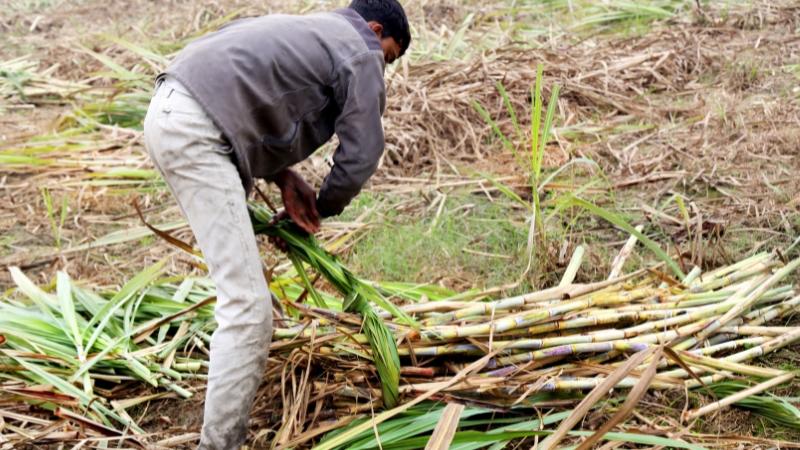 kỹ thuật trồng mía