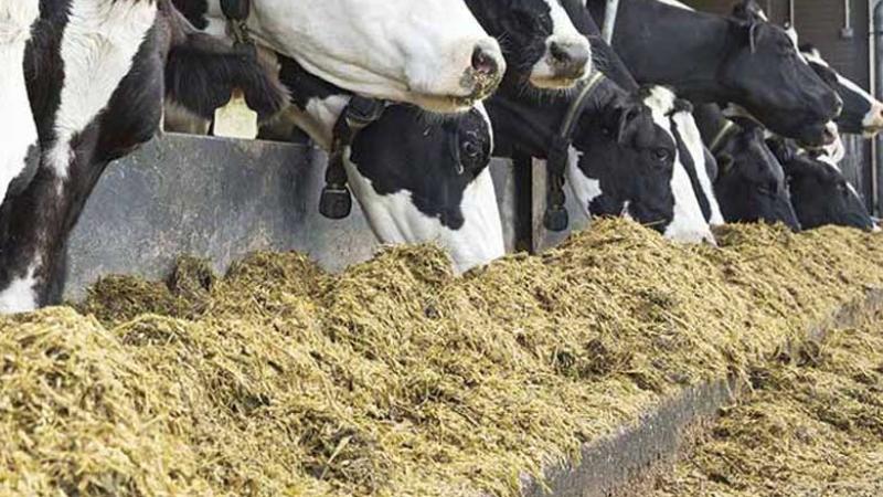 làm giàu từ bã mía