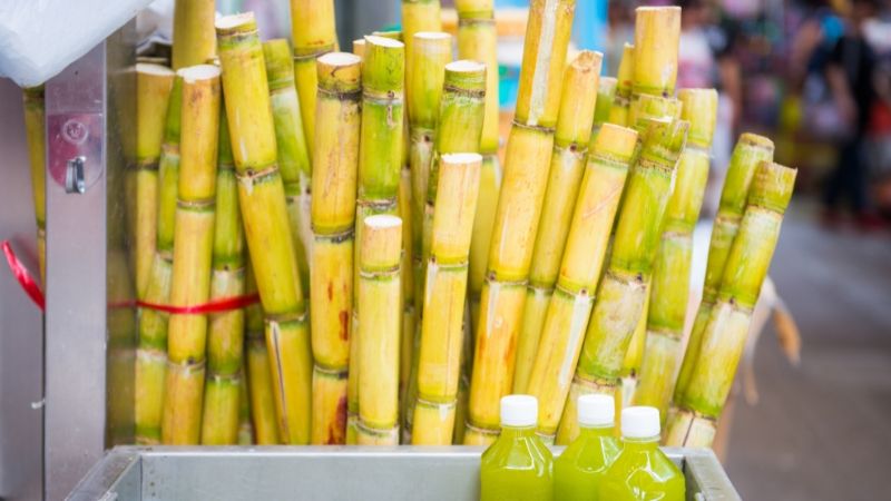 mua giống mía ép nước ở đâu