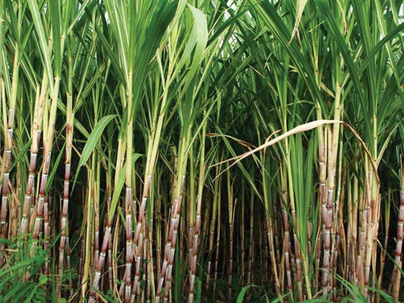 Uống nước mía mang lại nhiều lợi ích cho người dùng Uống nước mía mang lại nhiều lợi ích cho người dùng