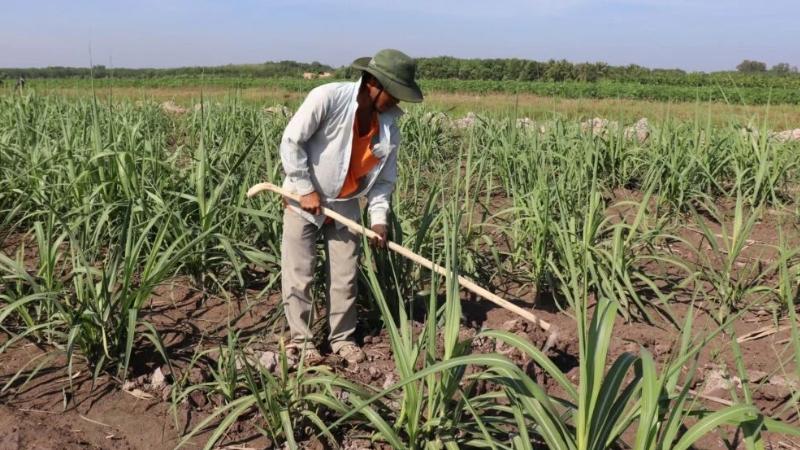 trồng mía bao lâu thu hoạch