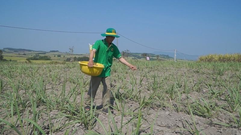 trồng mía bao lâu thu hoạch