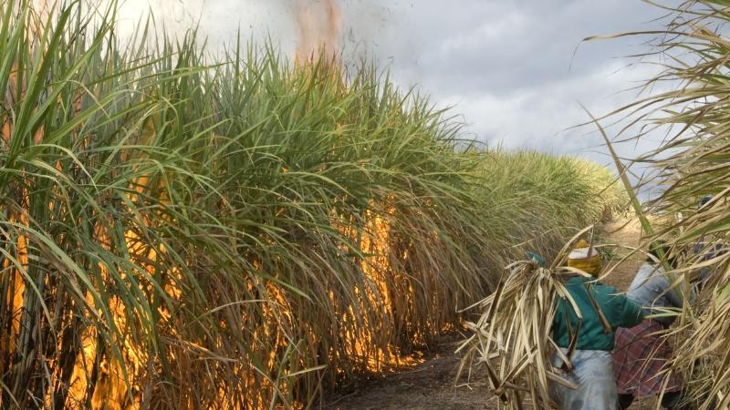 trồng mía bao lâu thu hoạch