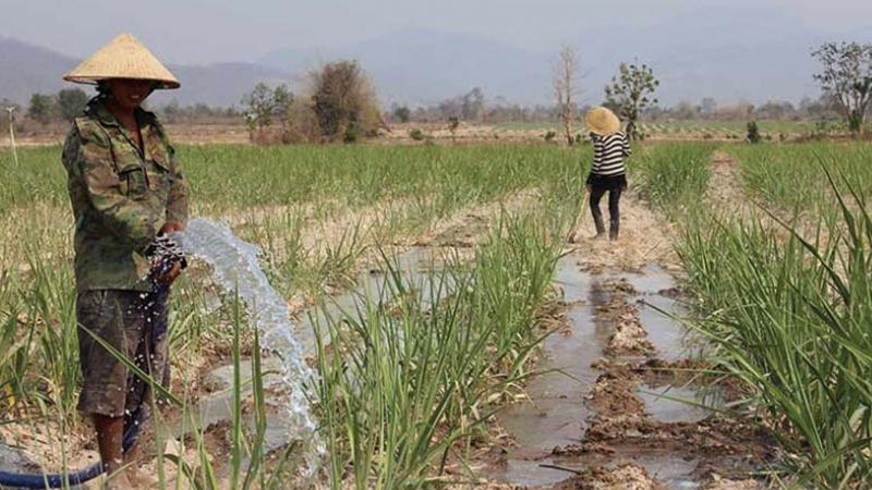 trồng mía tím vào tháng mấy