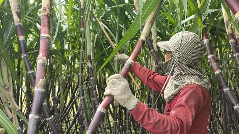 trồng mía tím vào tháng mấy