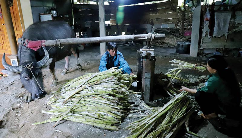 Có nên tự chế máy ép nước mía không