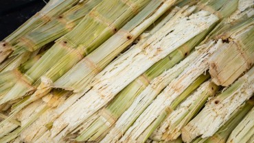Bã mía dùng để làm gì? Những sản phẩm được làm từ bã mía
