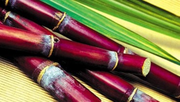 Các Loại Mía Phổ Biến Hiện Nay – Đặc Điểm và Ứng Dụng