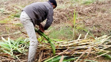 Kỹ Thuật Trồng Mía Hiệu Quả – Hướng Dẫn Từ A Đến Z