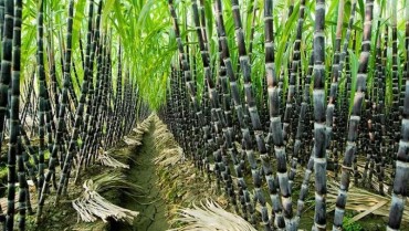 Kỹ Thuật Trồng Mía Ép Nước - Hướng Dẫn Chi Tiết Cho Hiệu Suất Cao