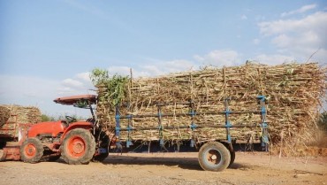 Làm Giàu Từ Bã Mía – Cách Biến Phế Phẩm Thành Lợi Nhuận