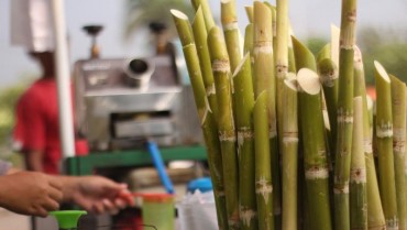 Mía Cây Để Được Mấy Ngày? Cách Bảo Quản Mía Tươi Đúng Cách