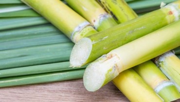 Mua giống mía ép nước ở đâu? Hướng dẫn chọn mua giống tốt nhất